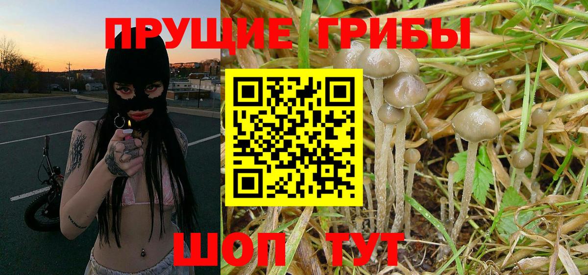 Галлюциногенные грибы Psilocybine cubensis Киров